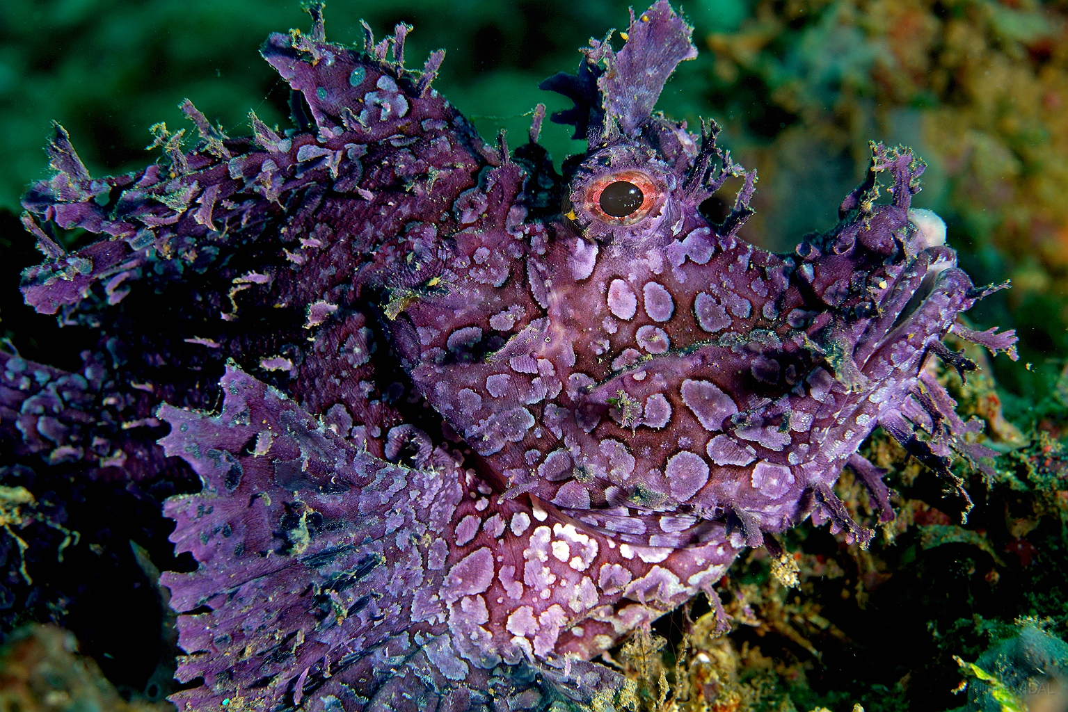 Banda Sea 2018 - DSC05482_rc - Weedy scorpionfish - poisson scorpion feuillu - Rhinopias frondosa.jpg